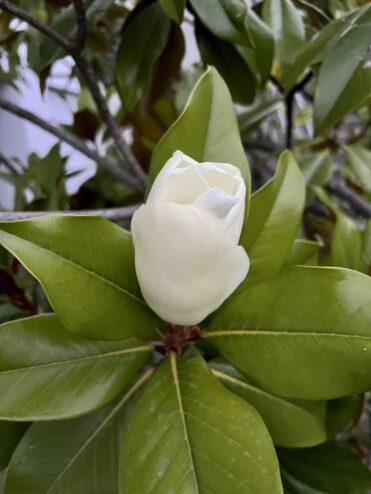 Late magnolia sign…